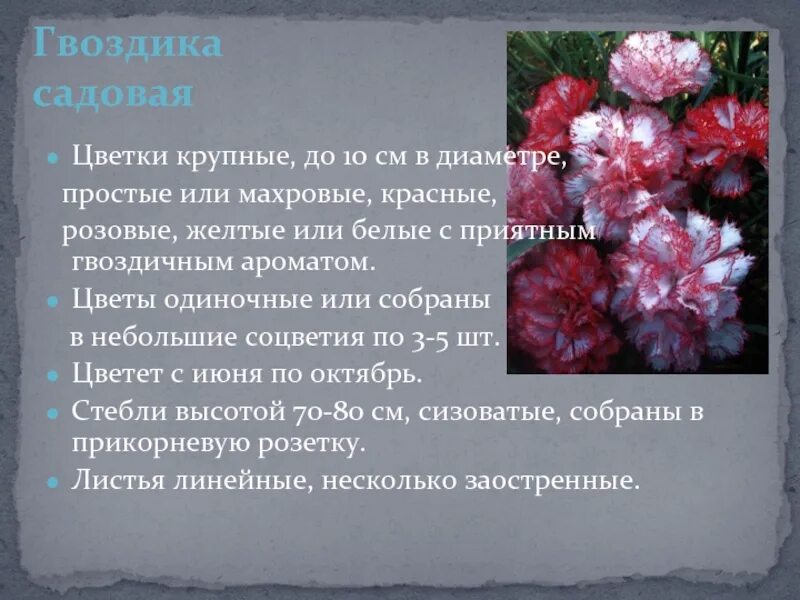 Информация про гвоздику. Гвоздика описание растения. Описание гвоздики цветок. Описание гвоздики цветок. Описание гвоздики цветок.