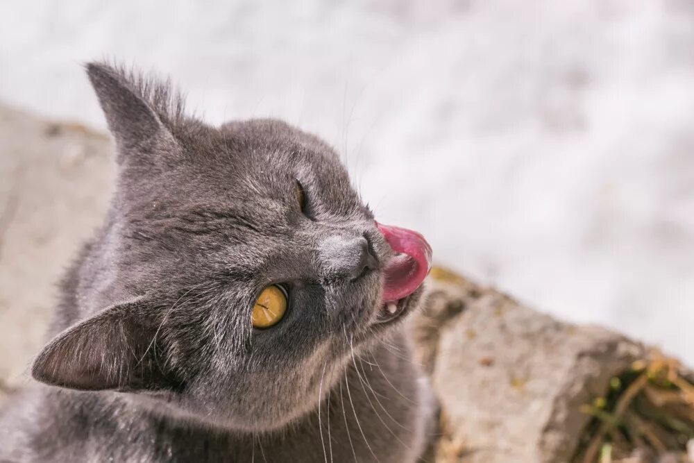 Кот прячет нос. Кот облизывается. кошка прячется. кошка вылизывается. кот лижет лапу.