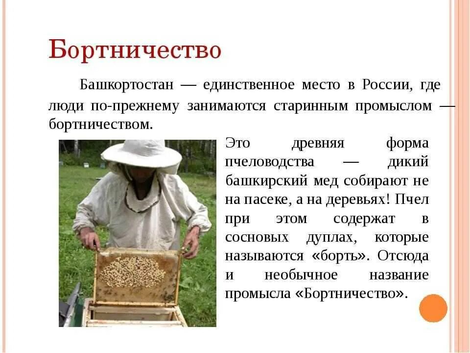 Пчеловодство интересное и полезное занятие текст. Бортничество в жизни средневековой руси. &quot;пчеловодство. бортничество. башкирский мёд. народные промыслы башкортостана бортничество. пчеловод в древности.