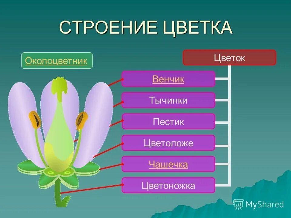 Функции строения цветка 6 класс. Чашечка венчик тычинки и пестики это. Строение цветка. Строение цветка биология. Строение и разнообразие цветков.