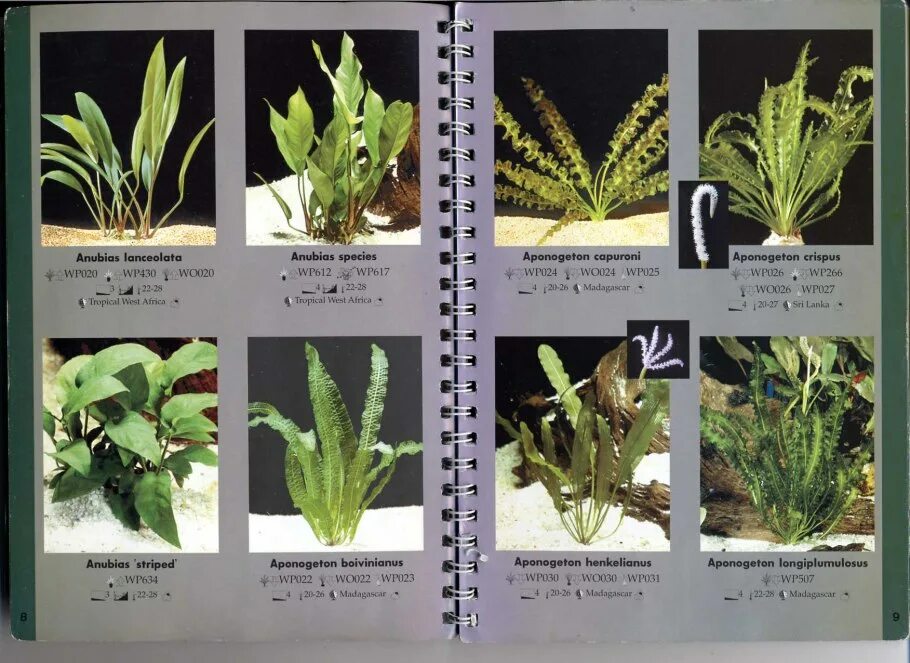 Названия аквариумных растений с фотографиями. Аквариумные растения каталог. Аквариумные растения каталог. Распространенные аквариумные растения. Определитель аквариумных растений.