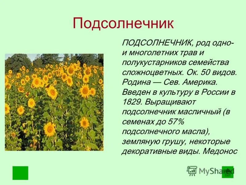 Культурные растения цветы. Сообщение на тему культурные растения. Информация о подсолнухе. Огурец культурное растение. Культурные растения.