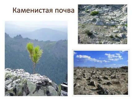 Слово каменистая