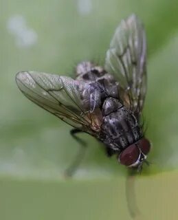 Helina dream