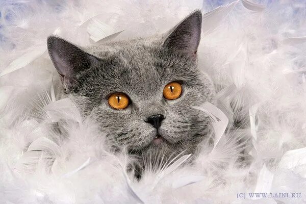 Рыльце у тебя в пуху значение выражения. Кошка в перьях. котенок с пером. рыльце в пуху.