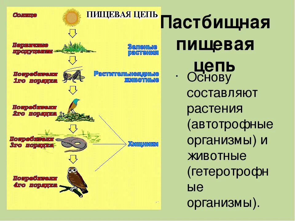 Установите последовательность звеньев цепей питания