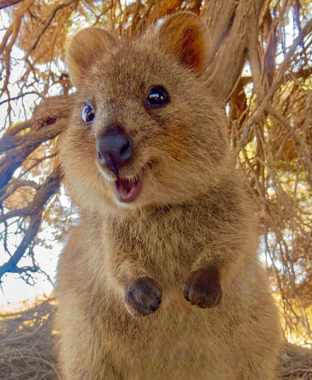 Улыбающие зверьки. Австралийская кенгуру Квокка. Карликовый кенгуру Квокка. Квокка эндемики Австралии. Квокка (короткохвостый кенгуру).