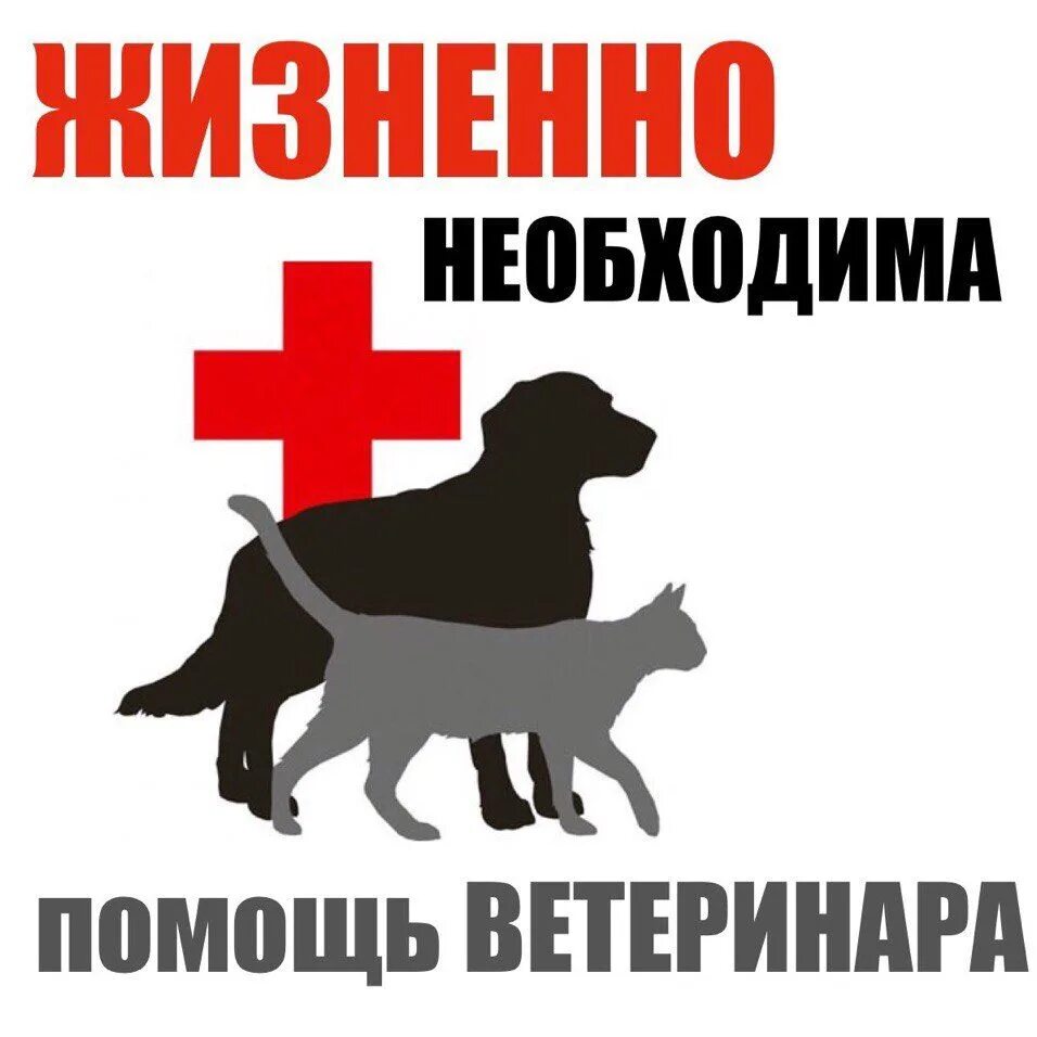 Нужно помочь собаке. Помогите собаке. Нужна помощь собаке. Срочно нужна помощь собаке. Помогите оплатить ветеринара.