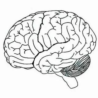 Brain side