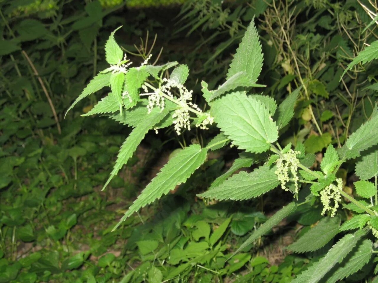 Крапива двудомная. Крапива двудомная (Urtica dioica). Крапива плосколистная. Крапива двудомная Urtíca dióica цветы. Крапива сорняк