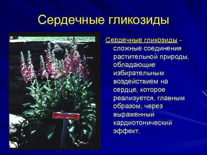Определить сердечные гликозиды а в. Сердечные гликозиды. гликозиды в растениях. сердечные гликозиды презентация. сердечные гликозиды растения.