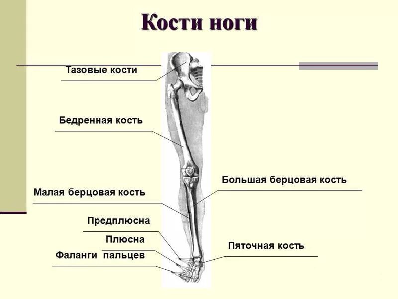 Пятка состав. Нижняя конечность кости ноги анатомия. Нога анатомия строение кости. Бедренная кость большая берцовая кость малая берцовая лучевая кость. Строение ноги ниже колена кости.