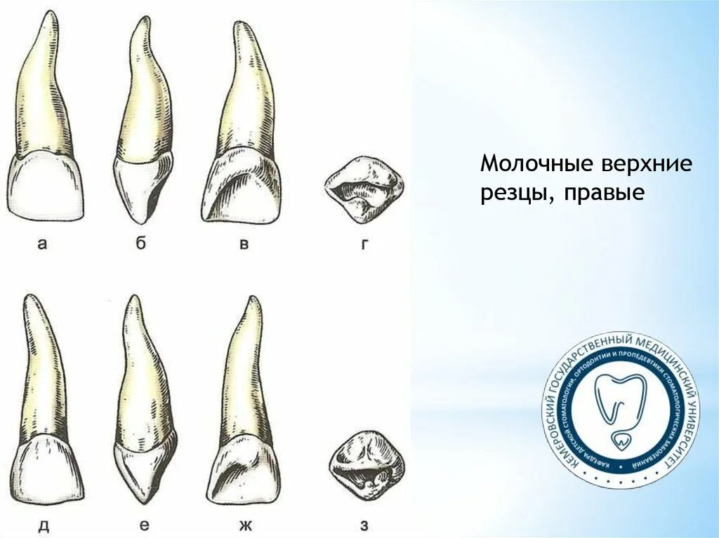 Лопатовидные резцы зубов. Молочный зуб Нижний резец. Резец (зуб) Bauer c403. Верхний правый резец.