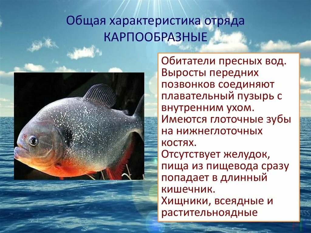 Особенности карпообразных