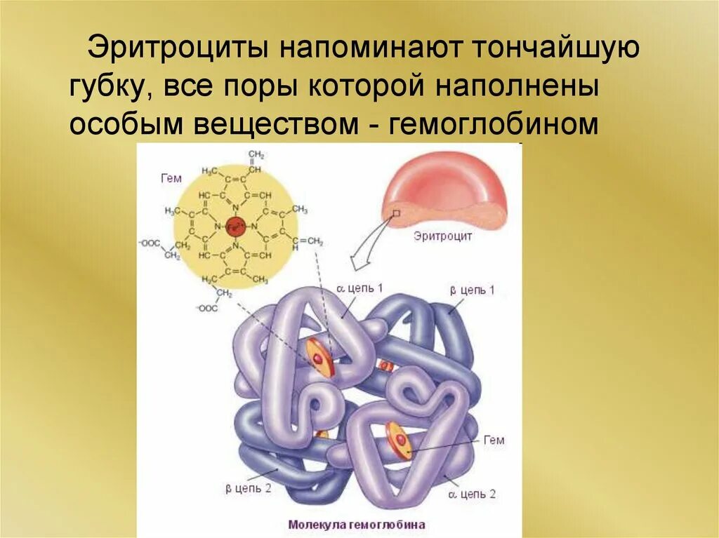 Захват кислорода. Структура эритроцита и гемоглобина. Схема строения эритроцита. Строение эритроцита человека. Эритроцит рисунок строение.