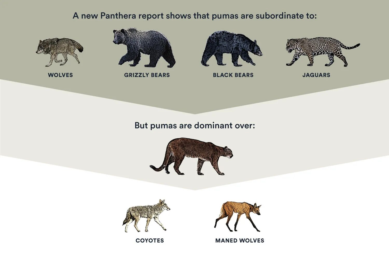 На каком материке обитает пума. Puma vs Grizzly. Гризли и Ягуар. Ареал Гризли. Пума и Гризли на каком материке.