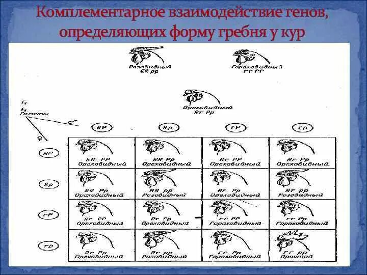 Форма гребня у кур. Наследование формы гребня у кур. Комплементарное взаимодействие генов. Наследование формы гребня у кур взаимодействие. Взаимодействие генов комплементарность.