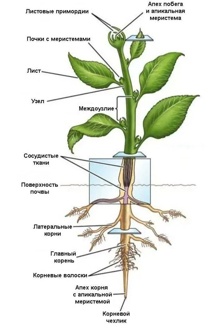 Строение растения рисунок с подписями. Строение цветка схема корень стебель. Строение части стебля корневища. Схема строения цветкового растения рисунок. Строение побега цветкового растения схема.