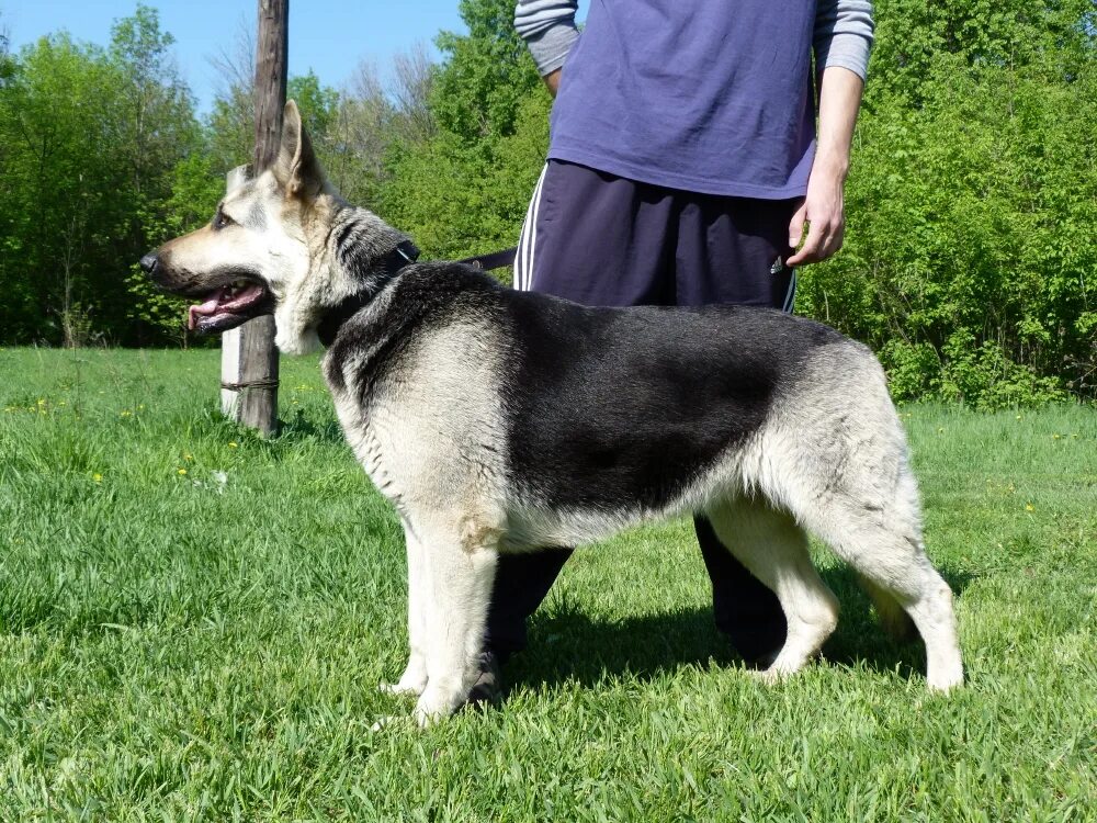 вео овчарка. восточноевропейская овчарка агрессия. во точно европейская овчарка. восточноевропейская овчарка длинношерстная. сколько живут европейские овчарки.