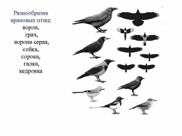 Галки семейство врановых. Врановые птицы классификация. Классификация птиц ворон. Классификация птицы Грач. Установите соответствие между группами и видами птиц