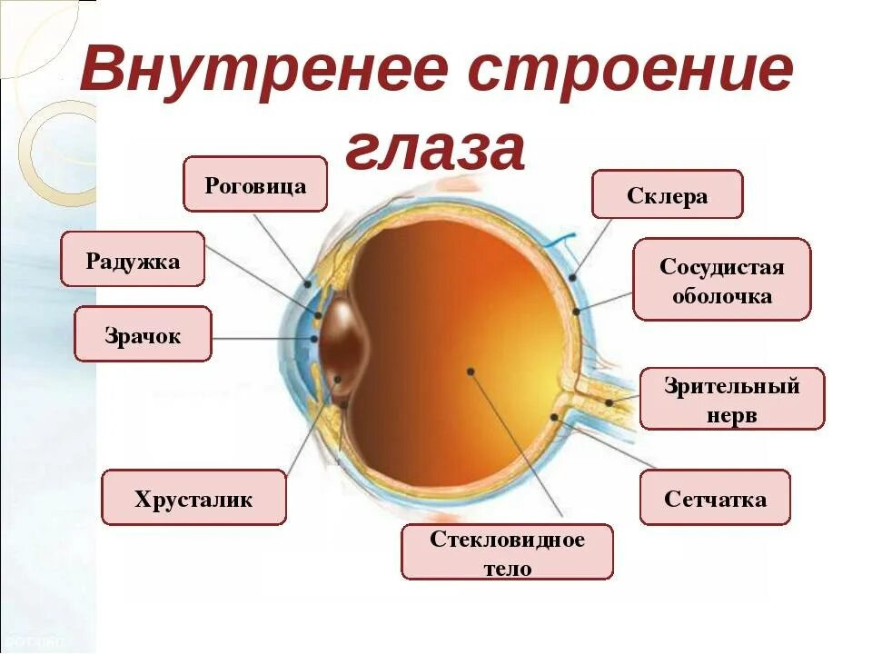 Содержит роговицу