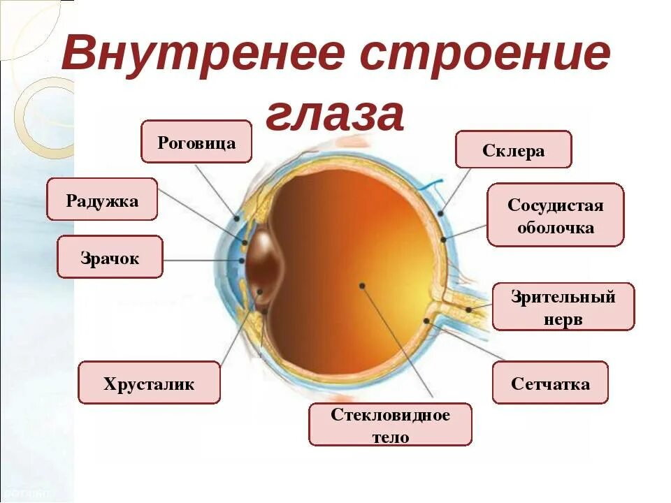 Где взять глаз. Строение роговицы оболочки глаза. Роговица сетчатка структура глаза. Роговица и склера анатомия. Строение роговицы глаза человека.