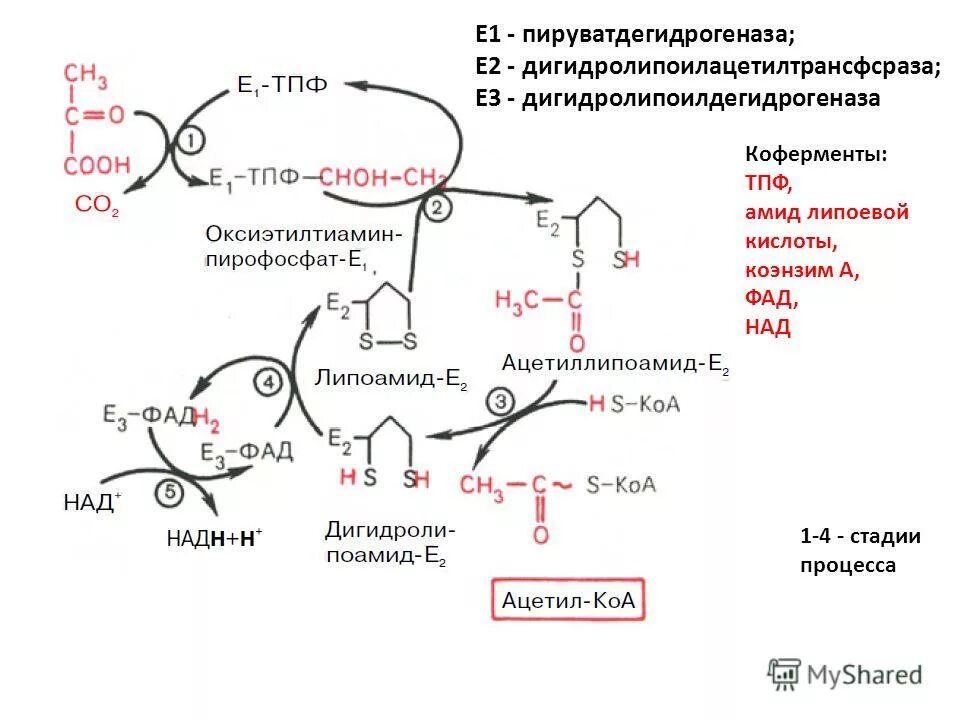 Синтез фумаровой кислоты. В ходе процесса синтезируется глюкоза. Синтез глюкозы( глюконеогенез ) из лактата. Синтез глюкозы( глюконеогенез ) из лактата. Схема процесса глюконеогенеза биохимия.