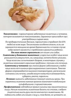 Токсоплазмоз форум