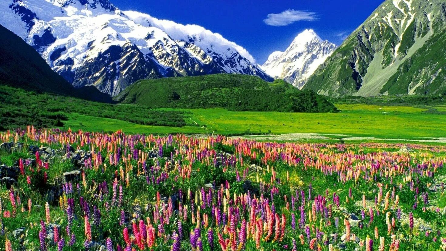 Цветы канады банф. Альпы цветы. Альпийские луга швейцария. Альпы цветы. Альпы цветы.