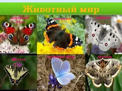 Фото бабочек адмирал лимонница траурница