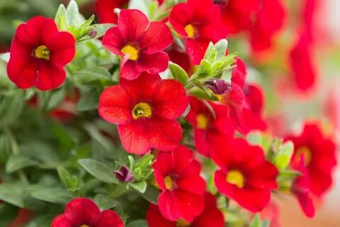 Red bells