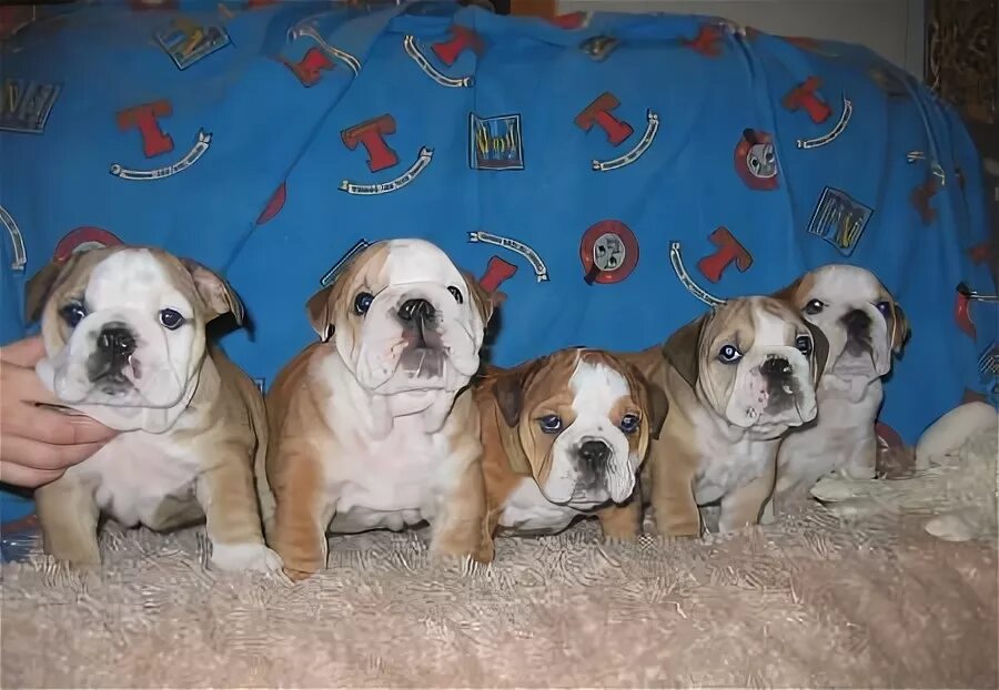 Объявление собак на вязку. Бульдог тюмень. Бульдог тюмень. Бульдог тюмень. Собака подозревака фото.