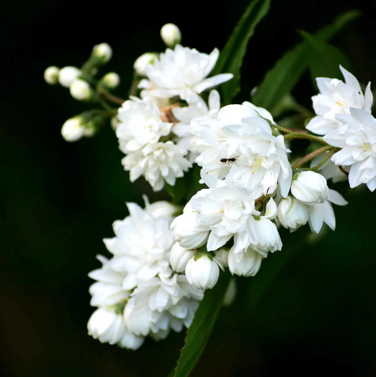 Белая цветет в мае. Дейция и Фотергилла. Ягоды жасмина.