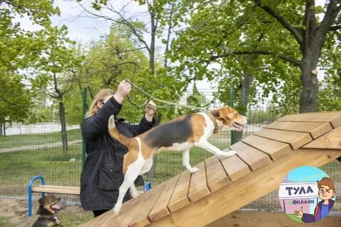 Где можно погулять с собакой