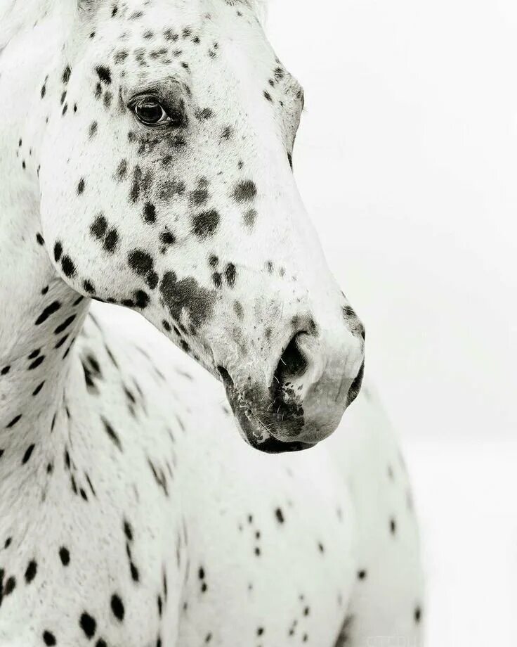 Гепард альбинос. Леопард снежный барс ягуар. Собака далматинец. Животное с черными пятнами. Калимантанский дымчатый леопард.