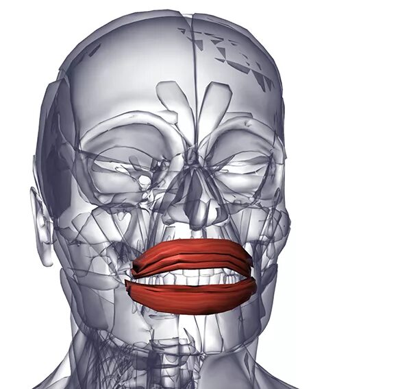 Губы мышцы рта. Части musculus orbicularis Oris.