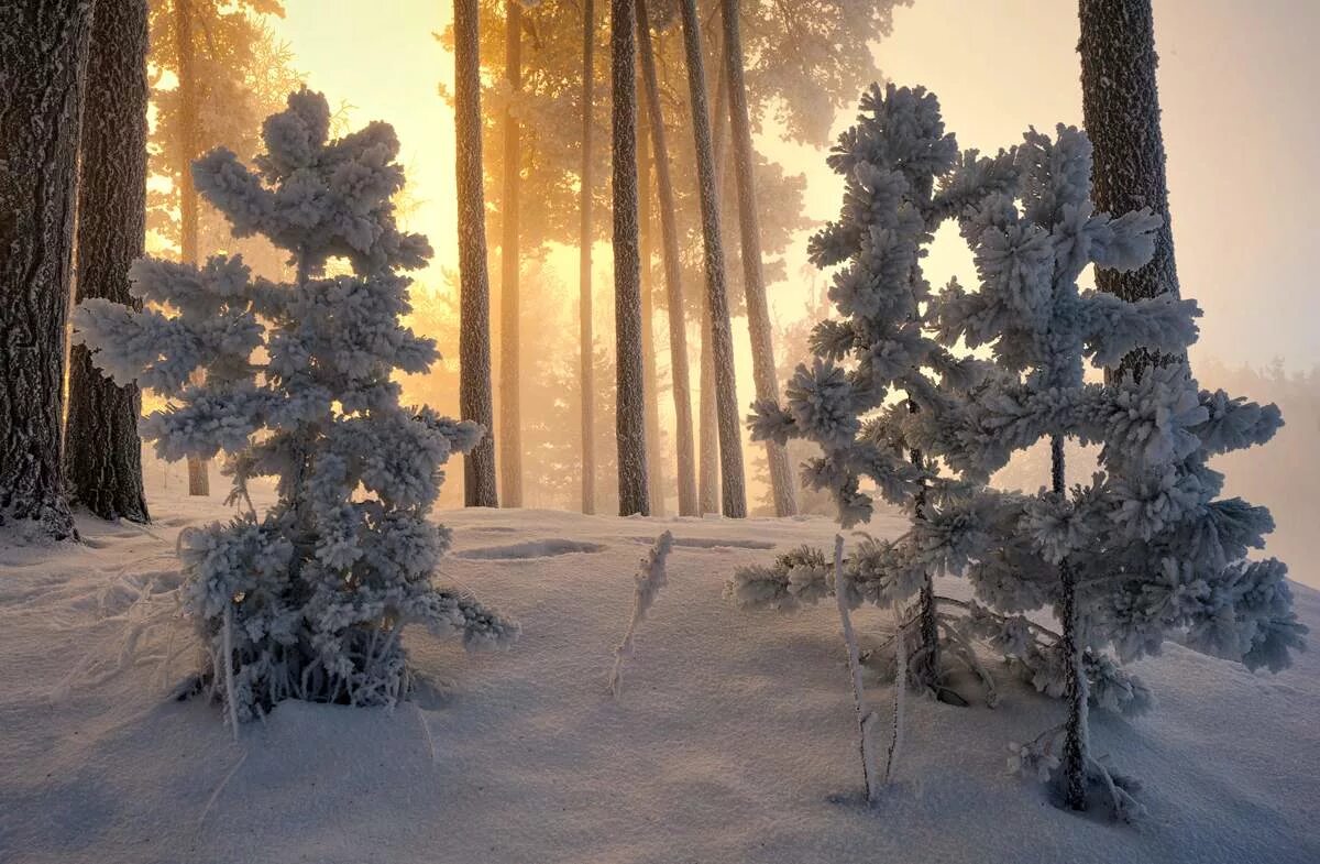 сосновая тайга финляндии. зимний сосновый лес. зимний сосновый лес. зимой в лесу. чернолучье сосновый бор зимний.