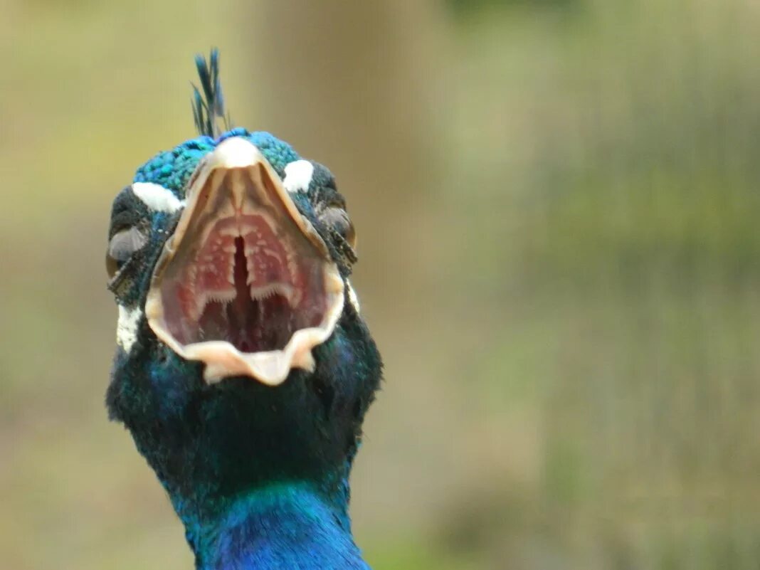 Павлин распушил хвост. Павлин клюв. Звуки павлина. Павлин голос. Как кричит павлин слушать звук.