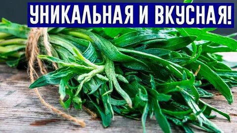 Травы образование