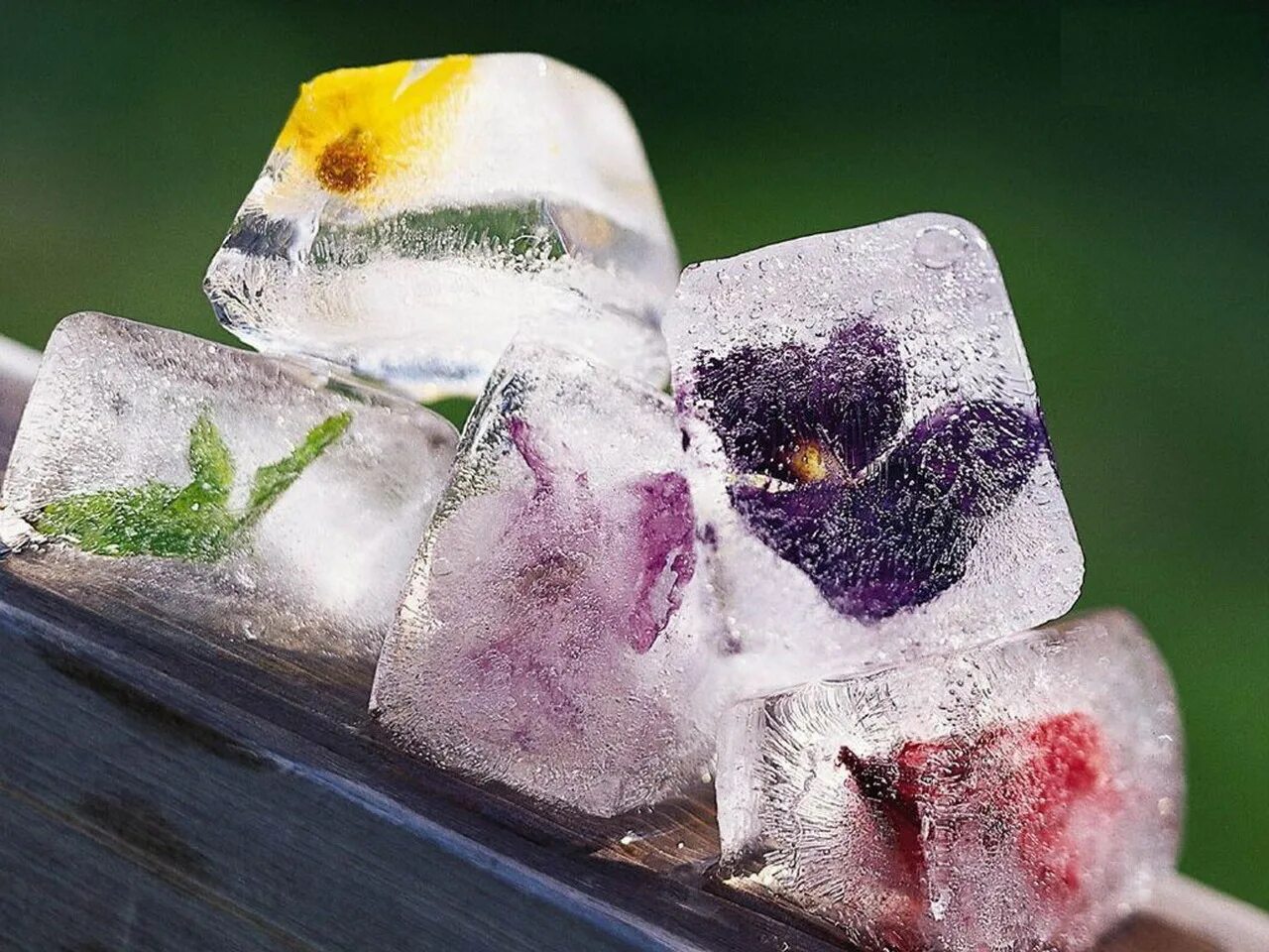Можно ли заморозить цветы. Кубики льда. Кусок льда. Кубики льда с травами. Цветочные кубики льда.