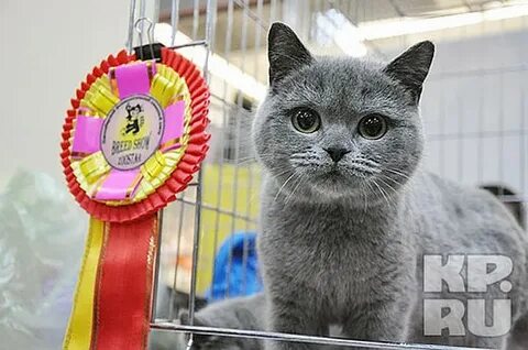 Июнь выставка кошек