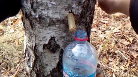 Березовый сок для печени
