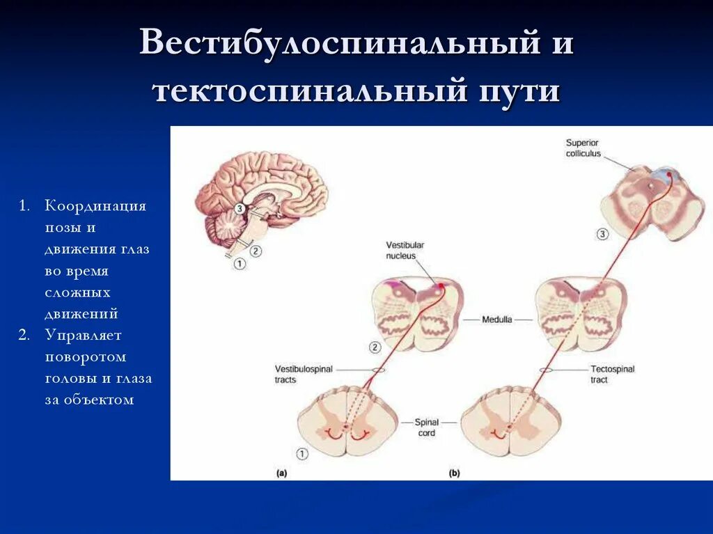 Вестибулоспинальный путь схема. Вестибулоспинальный путь Перекрест. Вестибулоспинальный тракт схема. Внстибуло спинальный путь. Координация движения глаз