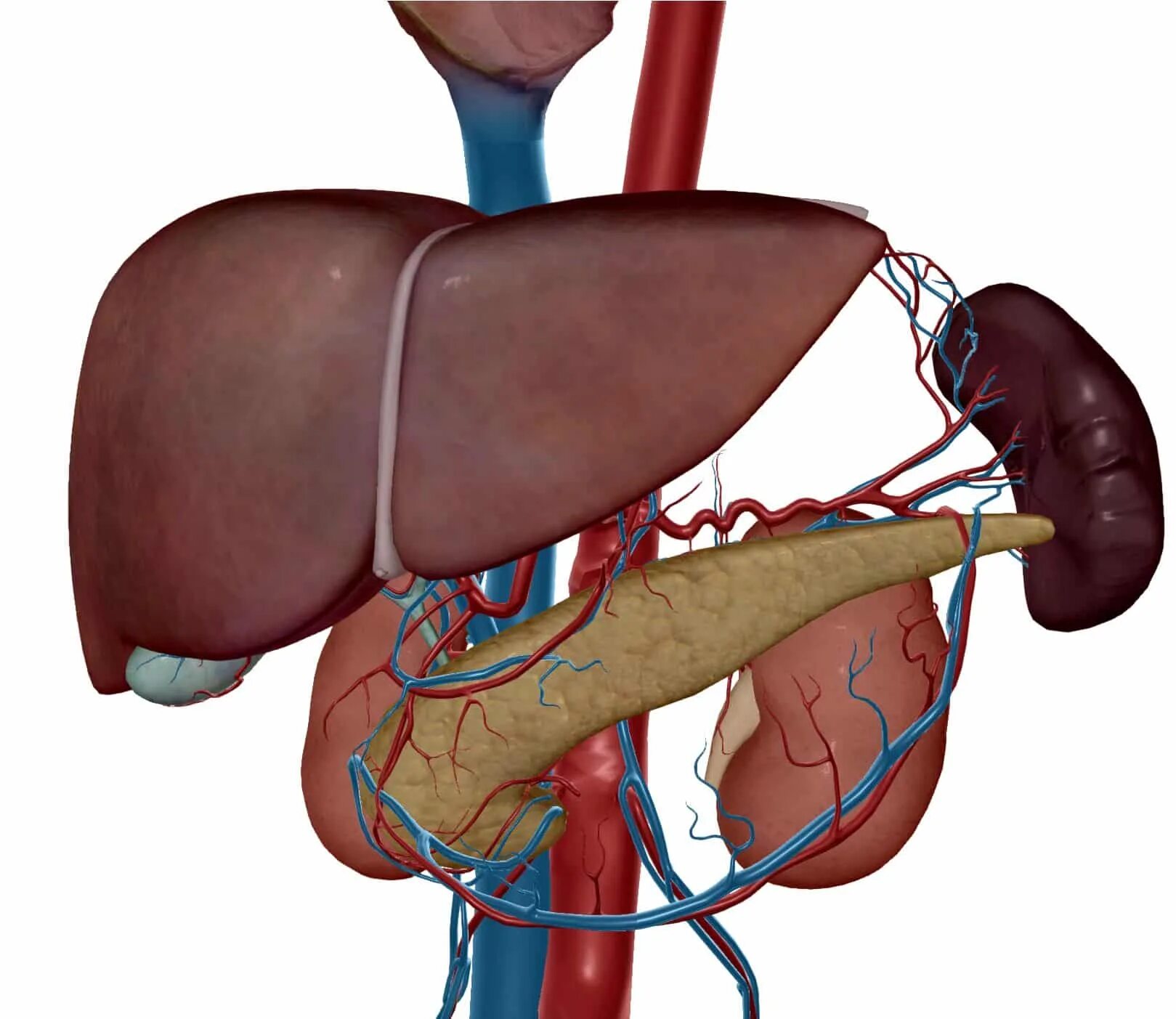 Влияние печени на почки. Печень и селезенка анатомия. Печень селезенка поджелудочная анатомия. Печень почки селезенка. Селезенка (Spleen; lien).