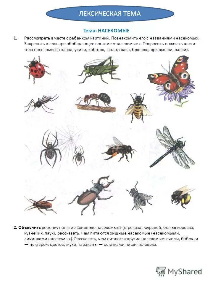 Задание по лексической теме насекомые старшая группа. Насекомые логопедические задания для дошкольников. Задания для родителей тема насекомые для дошкольников. Тема насекомые в старшей группе задания. Лексическая тема насекомые