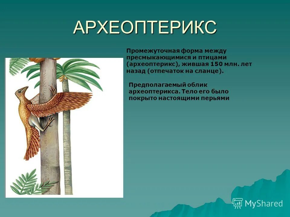 археоптерикс и пресмыкающиеся. переходная форма между рептилиями и птицами. археоптерикс доказательства эволюции. между пресмыкающимися и птицами. между пресмыкающимися и птицами.