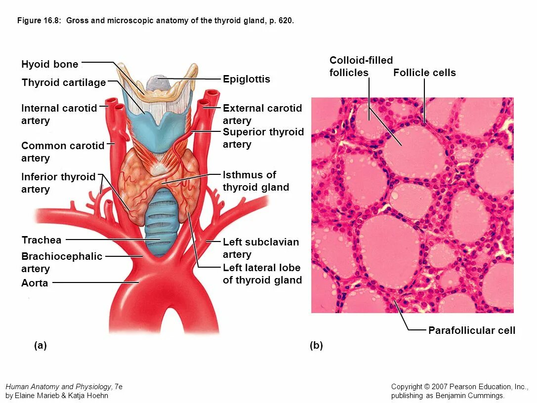 Тироциты щитовидной железы строение. Клетки щитовидной железы гистология. Строение щитовидной железы гистология. Строение клеток щитовидной железы.