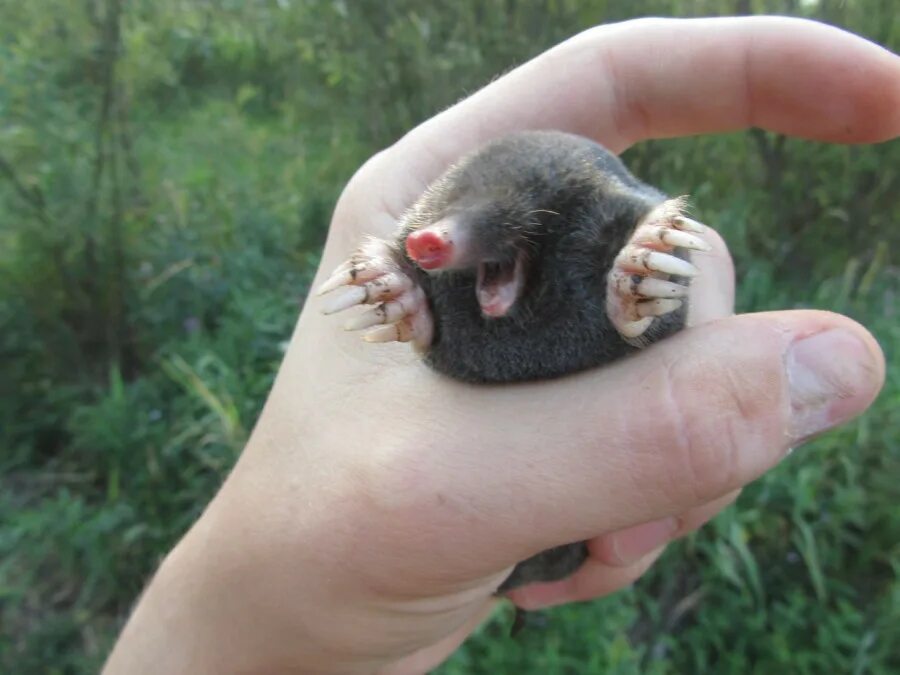 Крот звездонос. Крот слепыш норки. Насекомоядные крот. Крот землеройка слепыш. Крота настоящего.