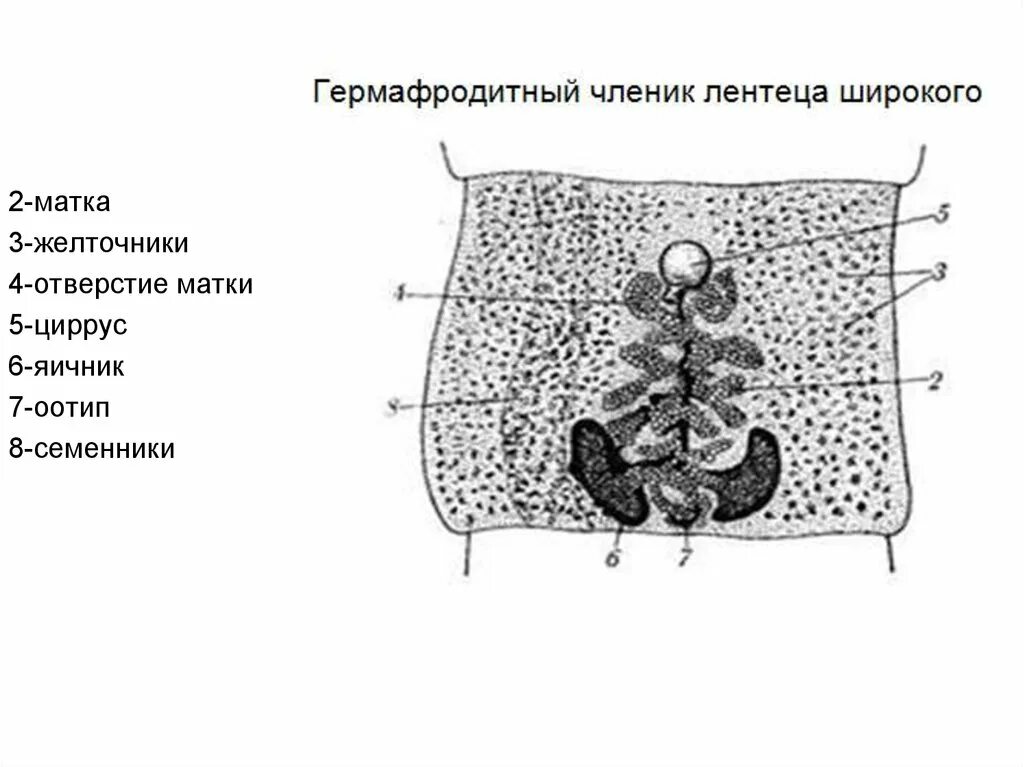 Гермафродитный членик это. Строение членика широкого лентеца. строение гермафродитного членика широкого лентеца. гермафродитный членик широкого лентеца рисунок. лентец широкий гермафродитный.