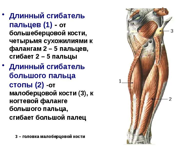 Борозда сухожилия длинного сгибателя большого пальца